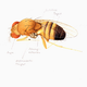 Illustration for article titled The Mutant Art of Radioactive Insects